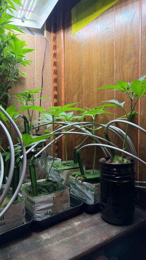 bruce banner vs gorilla cookies ff. Week 2