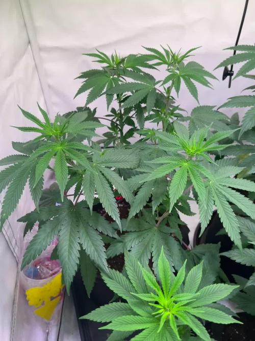 Insane OG | Barney's Farm | DiaryOne_SB