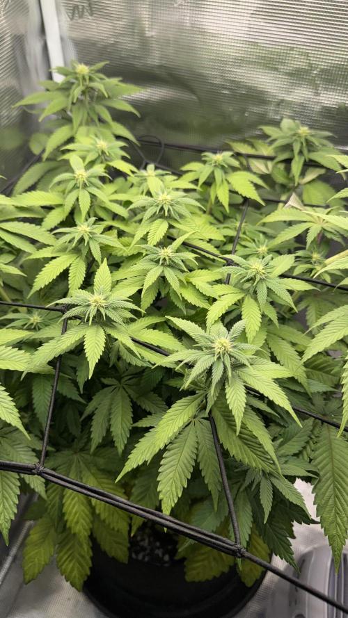 Royal Gorilla - 1. Mal Photoperiodisch. Week 8