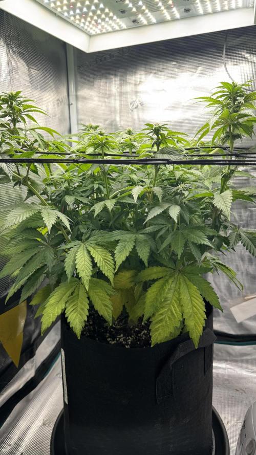 Royal Gorilla - 1. Mal Photoperiodisch. Week 8