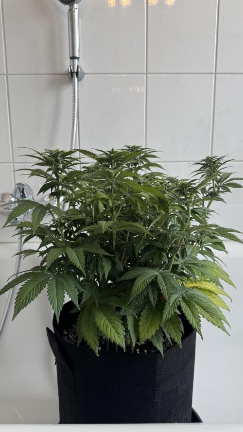 Royal Gorilla - 1. Mal Photoperiodisch. Week 8