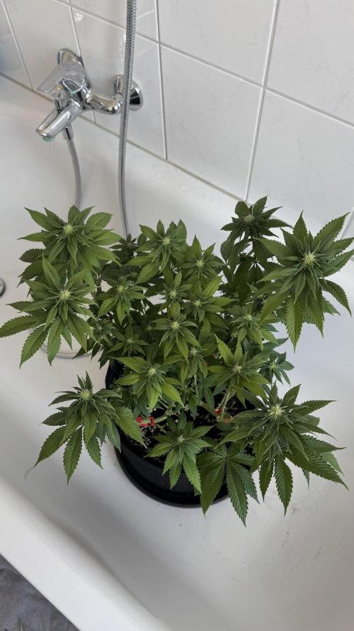 Royal Gorilla - 1. Mal Photoperiodisch. Week 8