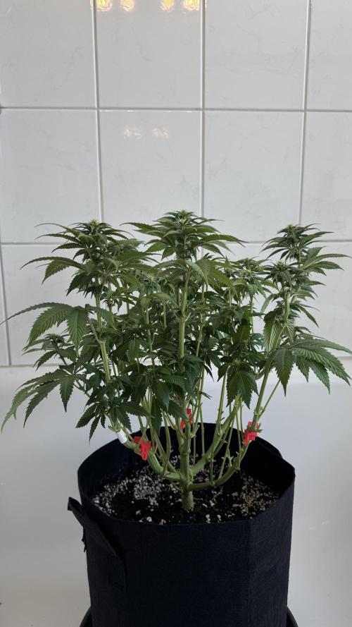 Royal Gorilla - 1. Mal Photoperiodisch. Week 8