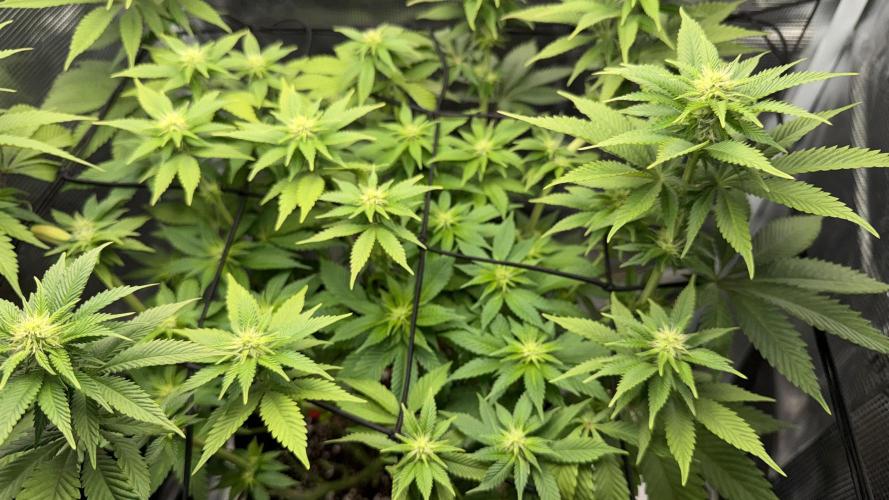 Royal Gorilla - 1. Mal Photoperiodisch. Week 8