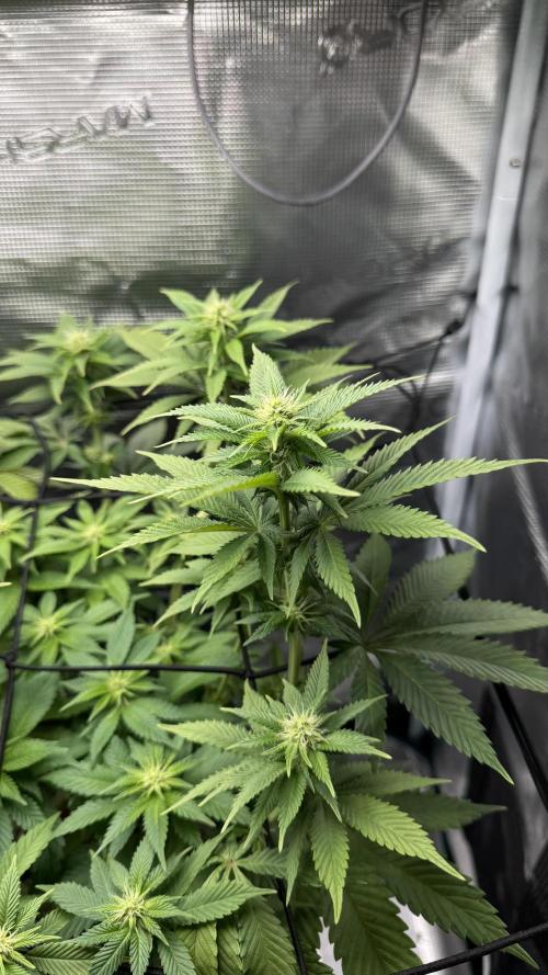 Royal Gorilla - 1. Mal Photoperiodisch. Week 8