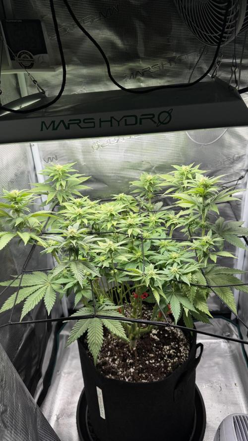 Royal Gorilla - 1. Mal Photoperiodisch. Week 8