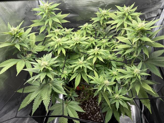 Royal Gorilla - 1. Mal Photoperiodisch. Week 8