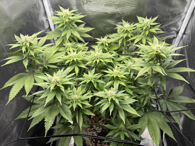 Royal Gorilla - 1. Mal Photoperiodisch. Week 8