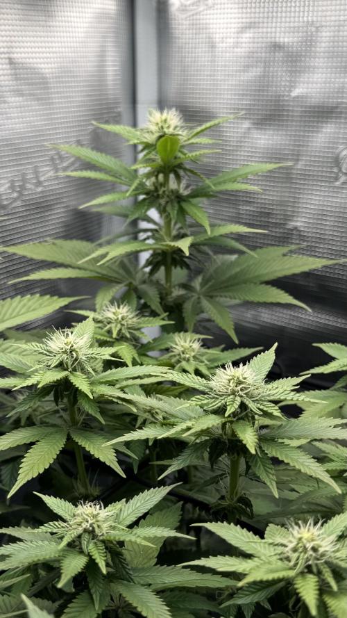 Royal Gorilla - 1. Mal Photoperiodisch. Week 8