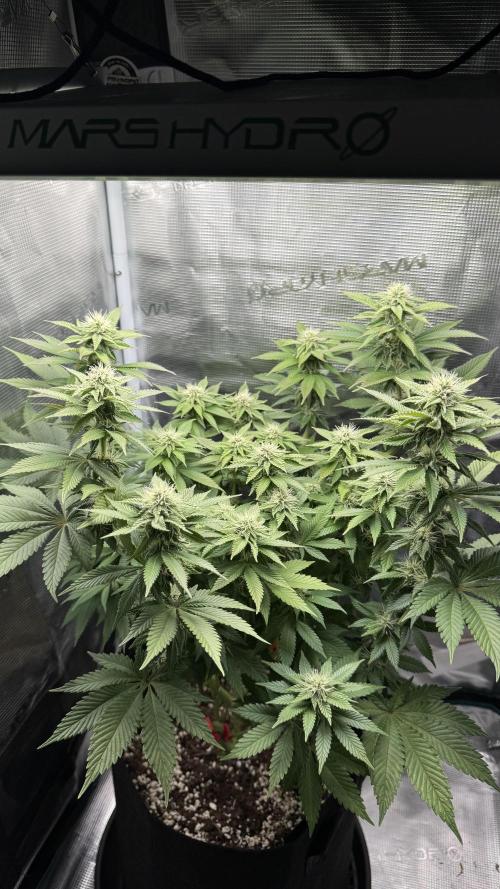 Royal Gorilla - 1. Mal Photoperiodisch. Week 9