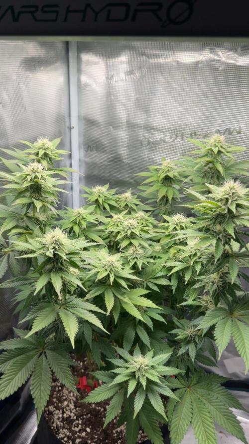 Royal Gorilla - 1. Mal Photoperiodisch. Week 9