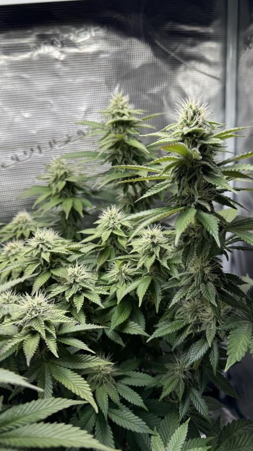 Royal Gorilla - 1. Mal Photoperiodisch. Week 9