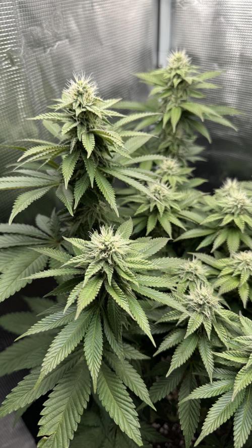 Royal Gorilla - 1. Mal Photoperiodisch. Week 9