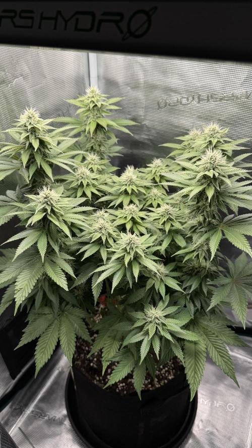 Royal Gorilla - 1. Mal Photoperiodisch. Week 10