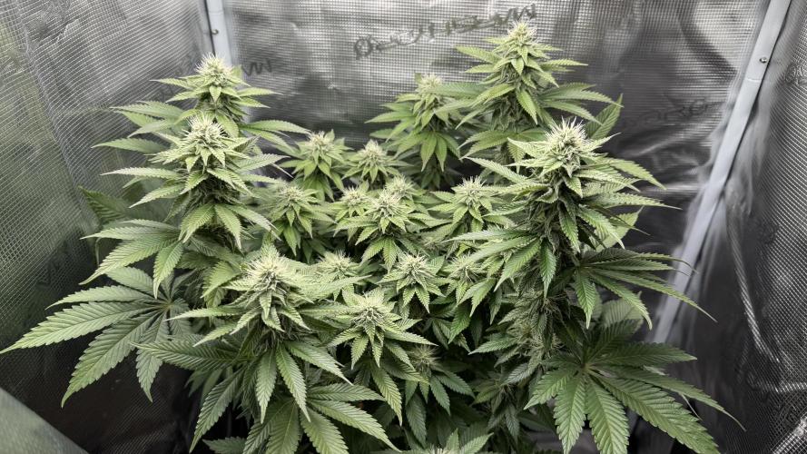 Royal Gorilla - 1. Mal Photoperiodisch. Week 10