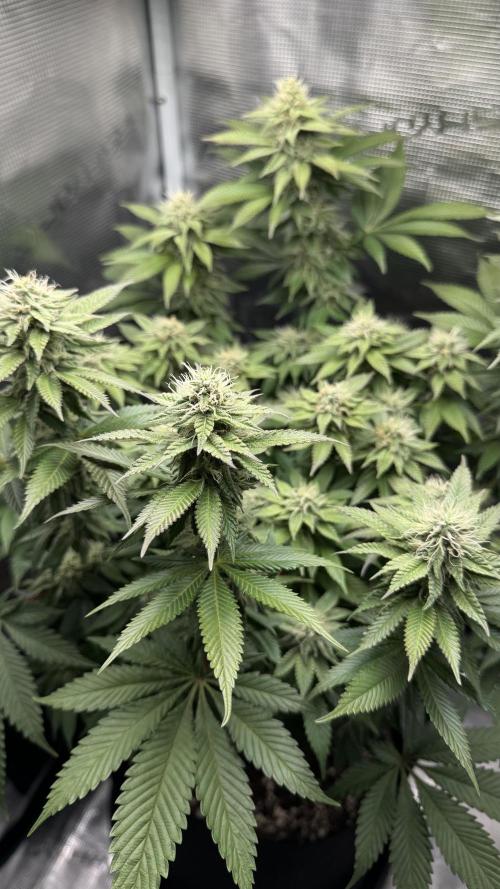 Royal Gorilla - 1. Mal Photoperiodisch. Week 10