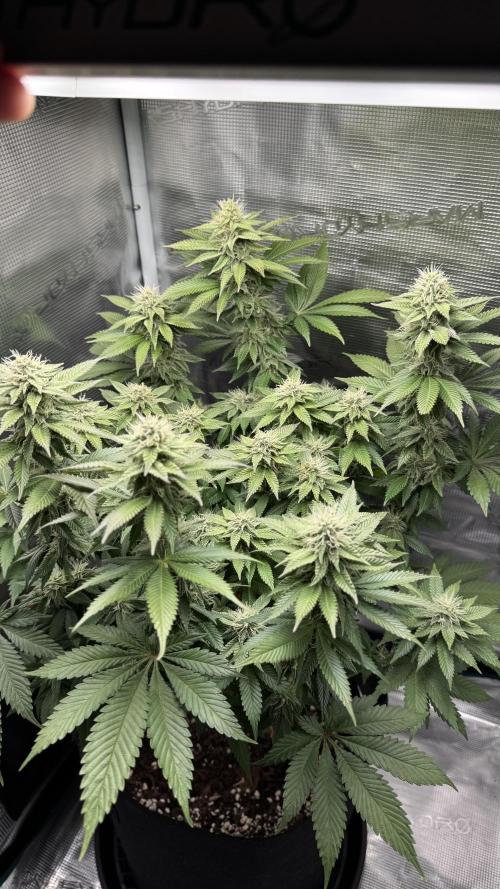 Royal Gorilla - 1. Mal Photoperiodisch. Week 10