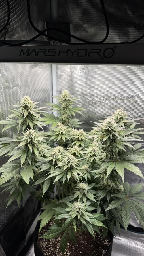 Royal Gorilla - 1. Mal Photoperiodisch. Week 10