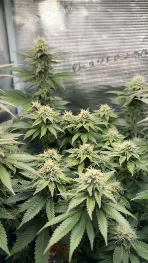 Royal Gorilla - 1. Mal Photoperiodisch