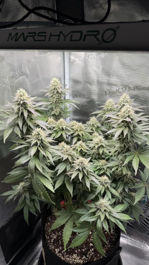 Royal Gorilla - 1. Mal Photoperiodisch. Week 11