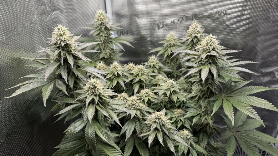 Royal Gorilla - 1. Mal Photoperiodisch. Week 11