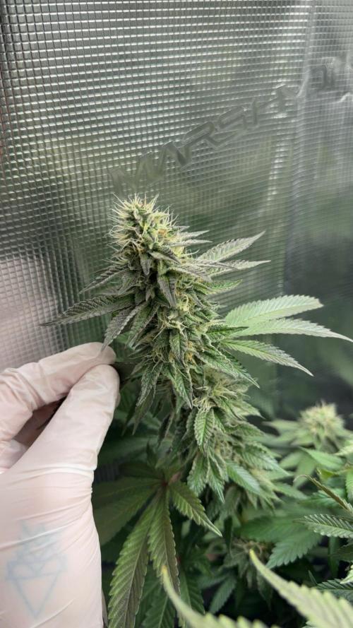 Royal Gorilla - 1. Mal Photoperiodisch. Week 11