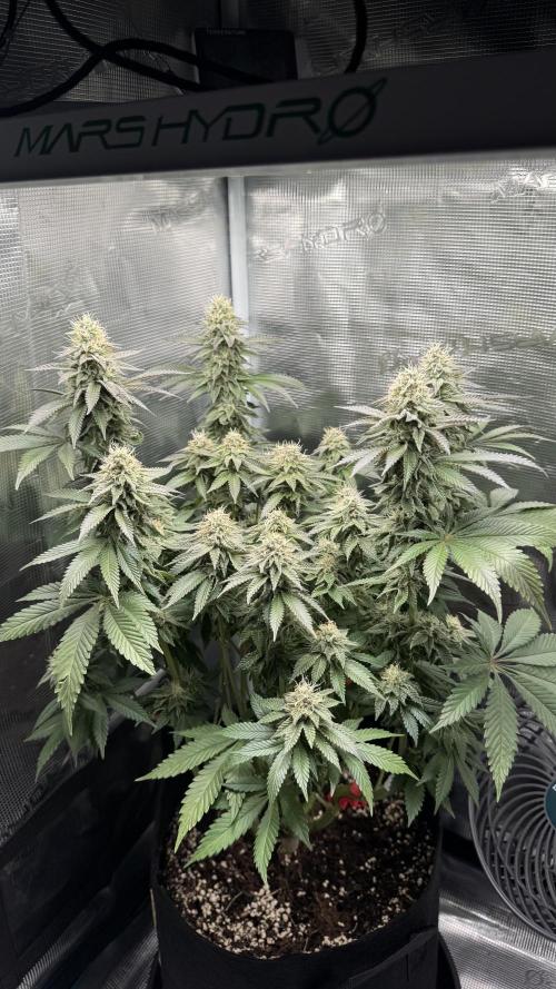 Royal Gorilla - 1. Mal Photoperiodisch. Week 11