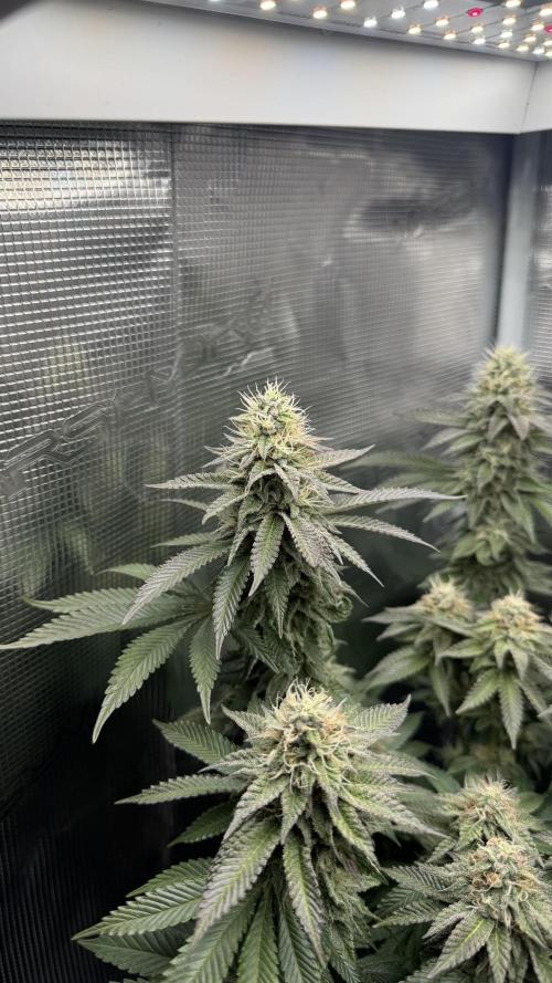 Royal Gorilla - 1. Mal Photoperiodisch. Week 11