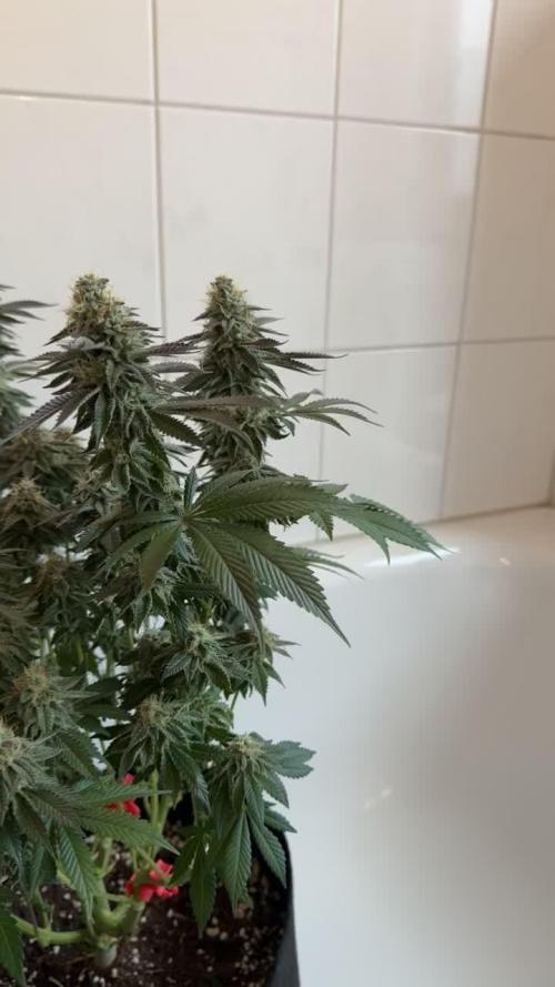 Royal Gorilla - 1. Mal Photoperiodisch