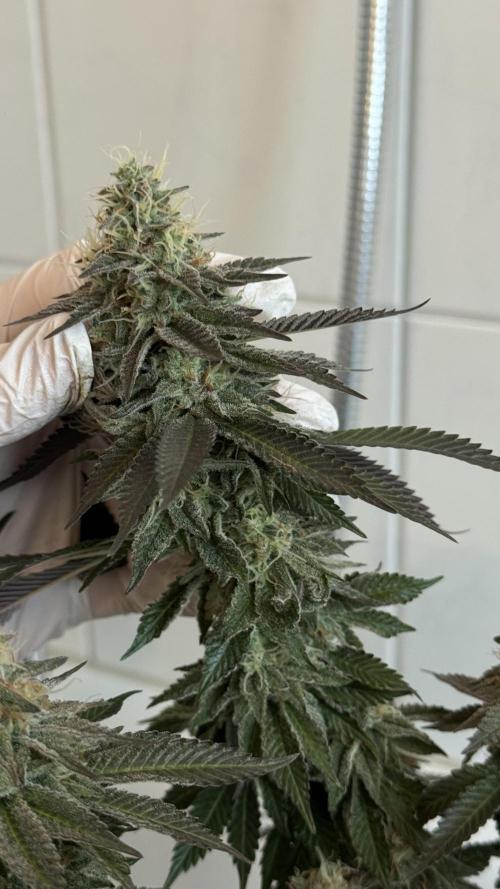 Royal Gorilla - 1. Mal Photoperiodisch. Week 11