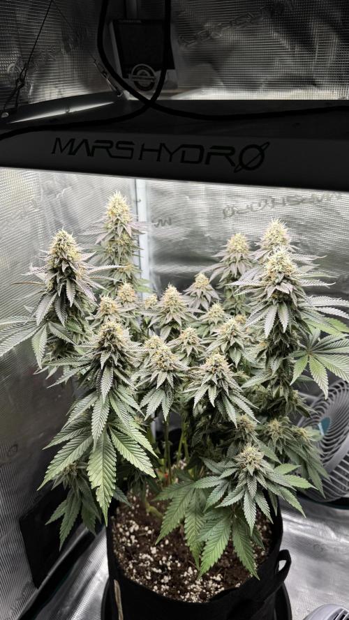 Royal Gorilla - 1. Mal Photoperiodisch. Week 12