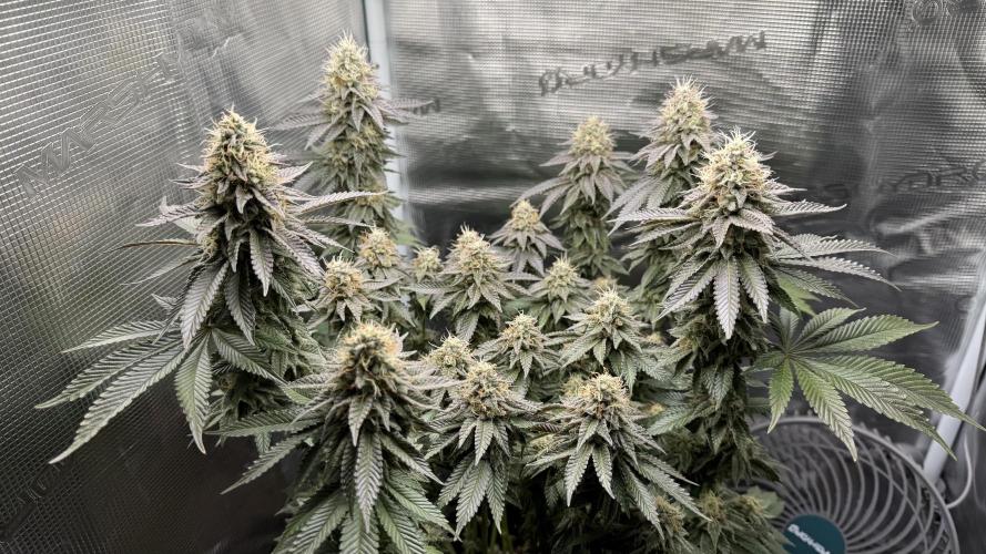 Royal Gorilla - 1. Mal Photoperiodisch. Week 12