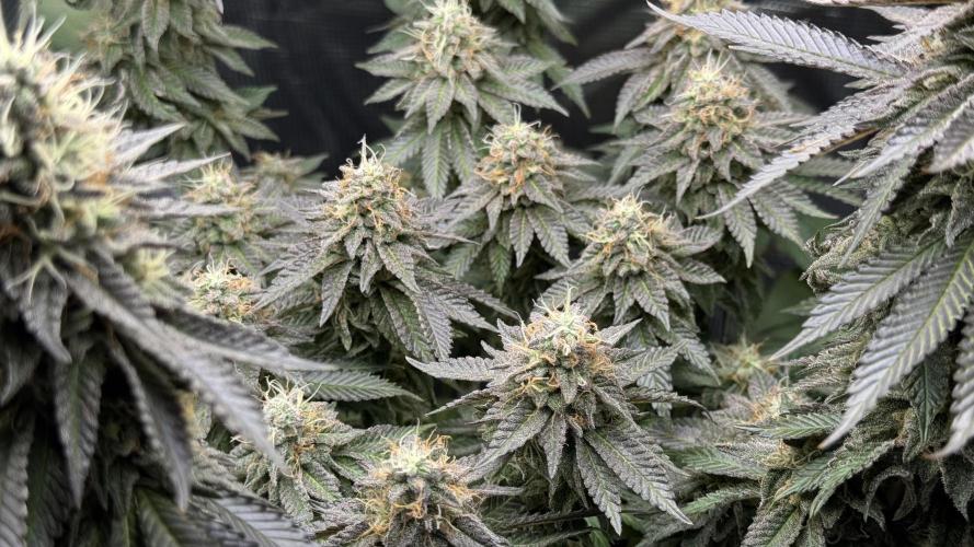 Royal Gorilla - 1. Mal Photoperiodisch. Week 12