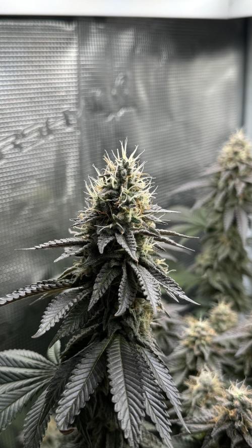 Royal Gorilla - 1. Mal Photoperiodisch. Week 12