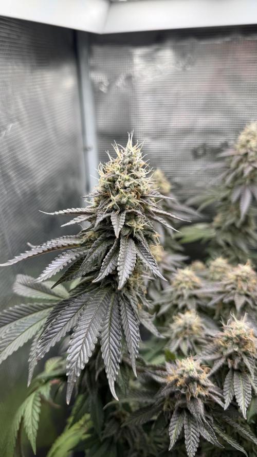 Royal Gorilla - 1. Mal Photoperiodisch. Week 12