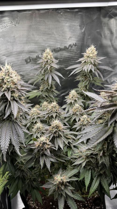 Royal Gorilla - 1. Mal Photoperiodisch. Week 12