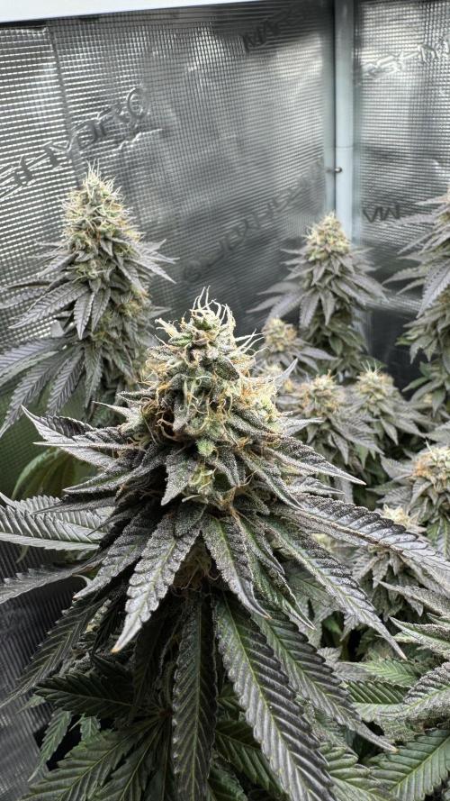 Royal Gorilla - 1. Mal Photoperiodisch. Week 12