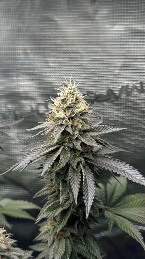 Royal Gorilla - 1. Mal Photoperiodisch. Week 12