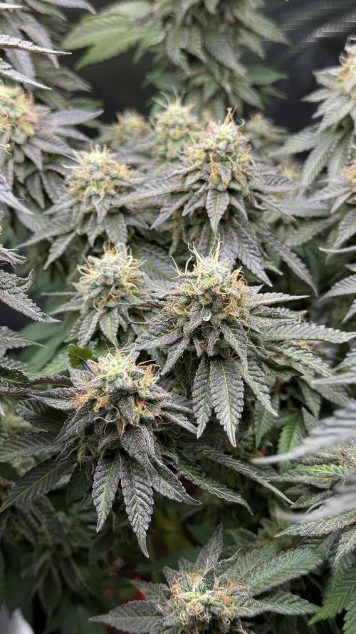 Royal Gorilla - 1. Mal Photoperiodisch. Week 12