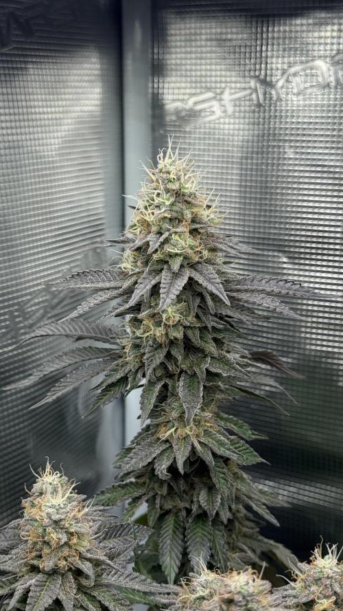 Royal Gorilla - 1. Mal Photoperiodisch. Week 12