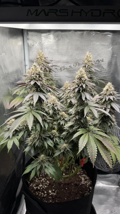 Royal Gorilla - 1. Mal Photoperiodisch. Week 13