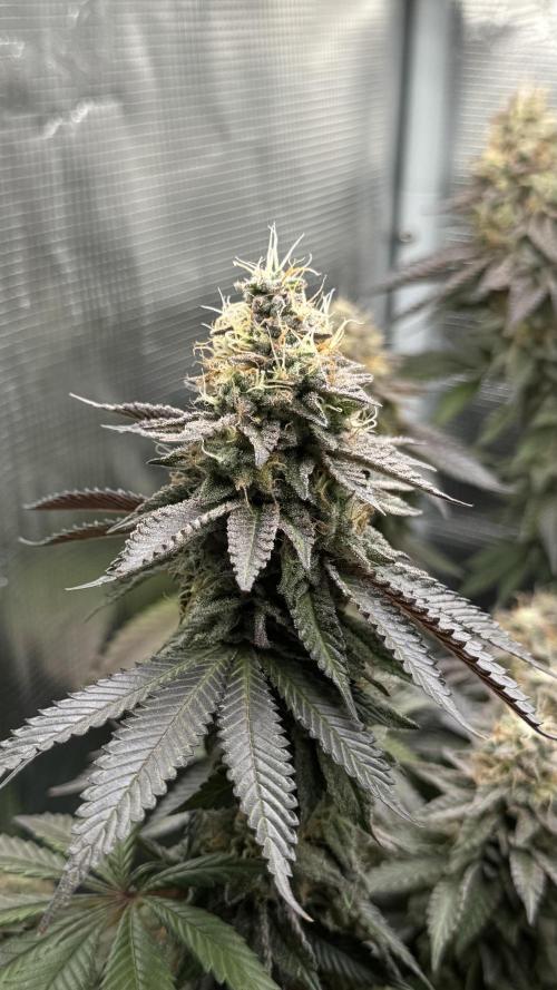 Royal Gorilla - 1. Mal Photoperiodisch. Week 13