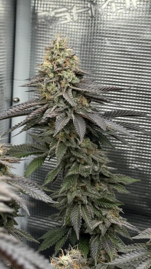 Royal Gorilla - 1. Mal Photoperiodisch. Week 13