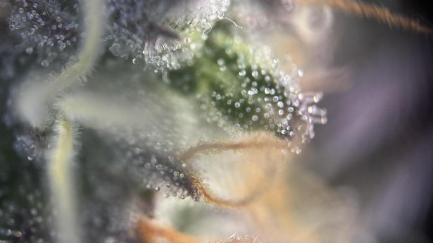 Royal Gorilla - 1. Mal Photoperiodisch. Week 13