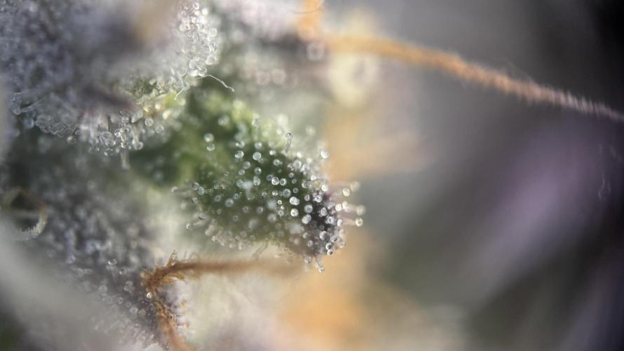 Royal Gorilla - 1. Mal Photoperiodisch. Week 13