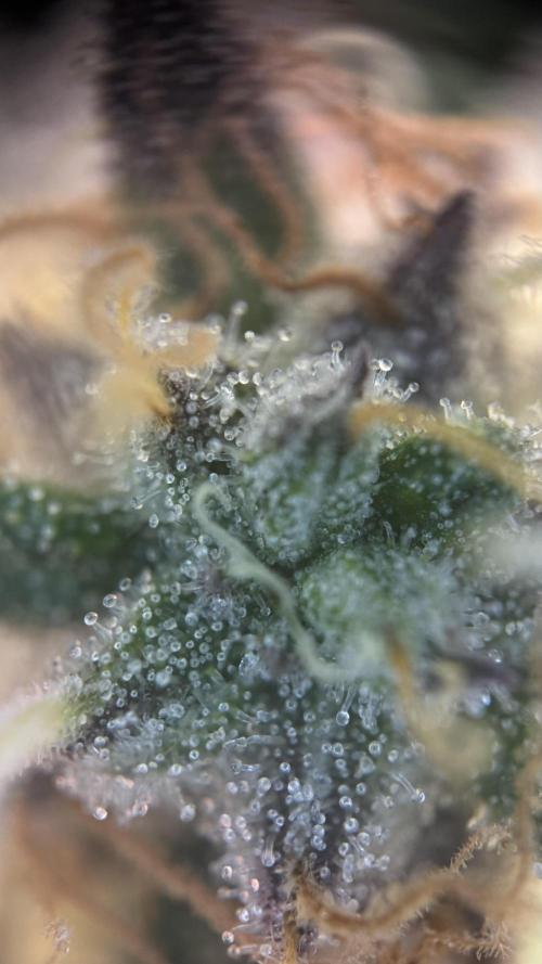 Royal Gorilla - 1. Mal Photoperiodisch. Week 13