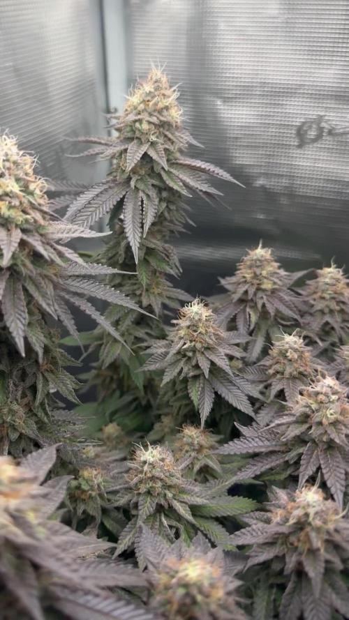 Royal Gorilla - 1. Mal Photoperiodisch