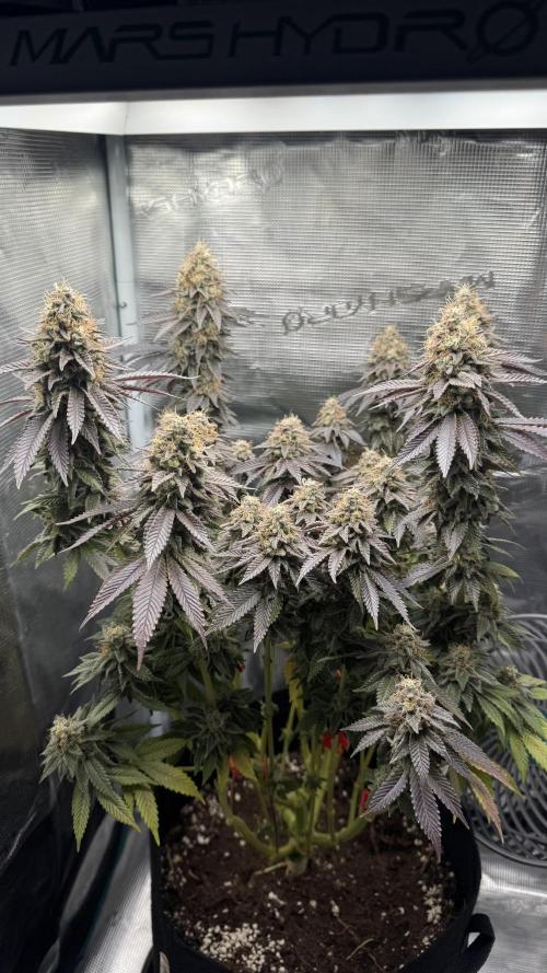 Royal Gorilla - 1. Mal Photoperiodisch. Week 14