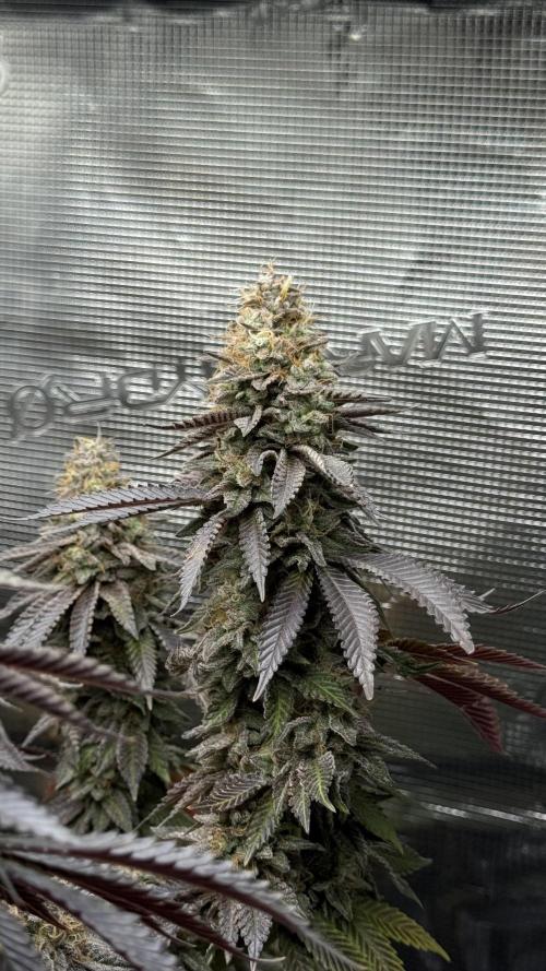 Royal Gorilla - 1. Mal Photoperiodisch. Week 14