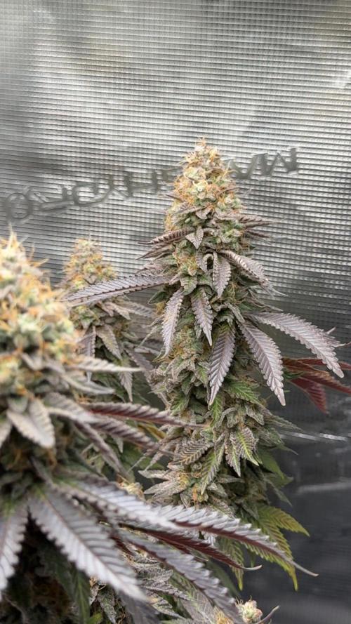 Royal Gorilla - 1. Mal Photoperiodisch. Week 14